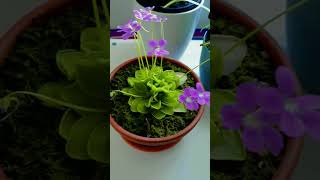 pinguicula butterworts carnivorousplants plants icesworld viralvideo subscribe shortviral [upl. by Ymrots454]