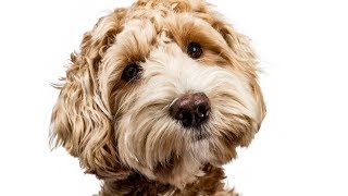 The Dark Truth Behind Labradoodles [upl. by Karlin]