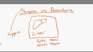 stroma vs parenchyma [upl. by Willock475]