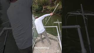 Electrofishing a lake today and trying to figure out a good angle for go pro fishfeed fishing [upl. by Fridlund]