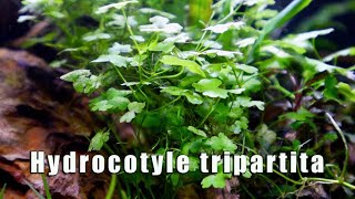 Hydrocotyle Tripartita  MUST HAVE Most Versatile Aquatic Plant [upl. by Adnor]