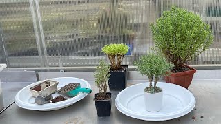 Бонсай из Крассулы Толстянки  Crassula tetragona обрезка пересадка уход и формирование [upl. by Marelya]