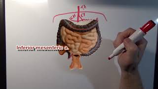 Circulatory System  Part 2of2 Drawing the Arteries of the Lower Body [upl. by Nuris]