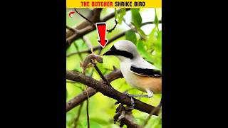 The Butcher Shrike Bird 😱facts Mind shorts birds [upl. by Alue]