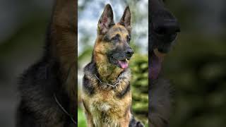 Top 10 HARDWORKING and TIRELESS Dog Breeds shorts dog viralvideo [upl. by Kohler989]