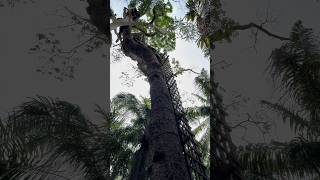 Tree house lekki forest forest africa nigeria tamil tree trending viralshort youtubeshorts [upl. by Avraham]