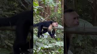 Capuchin Monkey near Quepos Costa Rica This one was just hanging out while being called [upl. by Leslie]