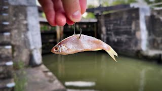 CANAL ZANDER Fishing With Deadbaits  An Evening Of Chaos [upl. by Mllly979]