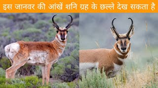 pronghorn pet pronghorn vs cheetah pronghorn antelope vision hindi shorts [upl. by Ailegnave]