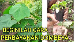 Rahasia ‼️ Perbanyakan Pohon Bunga Dombeya Wallichii making domebya plant seeds [upl. by Neumann740]