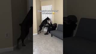 The dog was scared by the mask music dog doglover dogs funny funnyshorts funnydogs [upl. by Eladnar179]