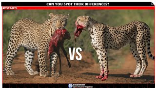 Cheetah Vs Leopard [upl. by Assela972]