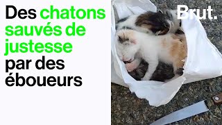 Des chatons sauvés de justesse par des éboueurs [upl. by Desimone570]