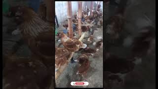 Lohman Brown Hen For Sale  Pure  rashidhussainso6pf [upl. by Akli262]