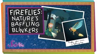 Fireflies Natures Baffling Blinkers  Animal Science for Kids [upl. by Dickson]