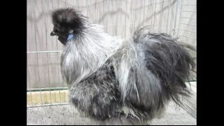 Seidenhühner silberwildfarbig LipsiaSchau 2015 Silkie Poule Soie [upl. by Ruscher]