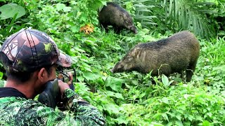 😱😱BERBURU BABI HUTANfull 1 daey singing and hunting wild boars in oil palm plantations [upl. by Jared]