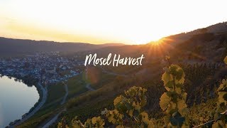 Mosel Harvest at Staffelter Hof [upl. by Pamela]