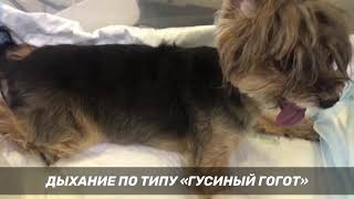 Tracheal collapse dog tracheal malformation Коллапсмальформация трахеи Стентирование трахеи собаке [upl. by Loram40]