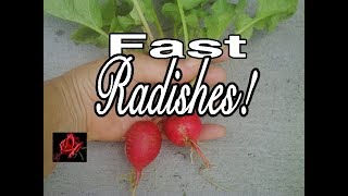 fast growing radishes [upl. by Llenrrad]