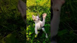 Lil kitty tries to catch cat catvideos shorts youtubeshorts meow [upl. by Aerdnaed]