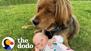 135Pound Rescue Dog Is Now A Huge Brother To His 15Pound Little Sister  The Dodo Soulmates [upl. by Hakilam444]