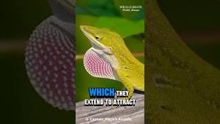 quotGreen Anole The ColorChanging Lizard with Superpowersquot shorts youtubeshorts wildclimate [upl. by Brittne734]