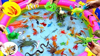 Colorful Cute Animals Carp Shark Goldfish Turtle Baba Duck GuppiesBettaCrocodileCrabSnake [upl. by Terces]