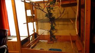 Zebra Finches nest building australske zebe [upl. by Atnamas]