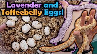 Our Lavender and Toffee Hognoses Laid Eggs [upl. by Barrington389]