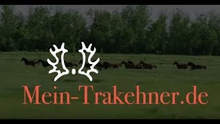 Mein Trakehner und ich  Ganz besondere Trakehner Geschichten [upl. by Fonsie924]