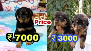 Rottweiler puppy price difference [upl. by Corvin868]