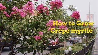 Lagerstroemia indica Growing Guide Crepe myrtle by GardenersHQ [upl. by Lederer720]