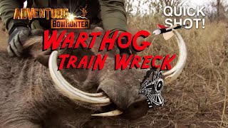 Warthog TRAIN WRECK Awesome African Pigs amp Hogs [upl. by Ailati]