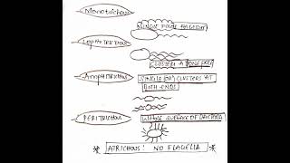 Types of flagellar arrangement in 🦠 bacteria 🦠🦠🦠🦠🦠🦠🦠🦠🦠🦠 [upl. by Enautna24]