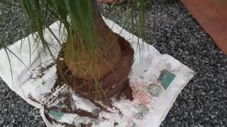 NOLINA RECURVATA RE PLANTING [upl. by Boleslaw]