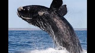 Baleia Franca Austral salta em Hermanus  Right Whale Amazing Jump [upl. by Yeargain472]