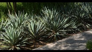 How to move yuccas Daphne Richards  Central Texas Gardener [upl. by Yrrah556]