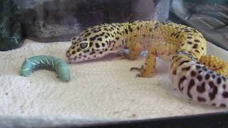 Leopard Gecko eating hornworm [upl. by Tijnar]