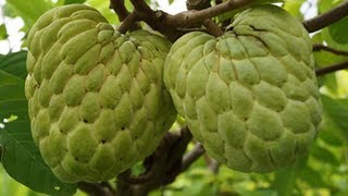 18 Benefits of soursop fruit for health [upl. by Nyllaf462]