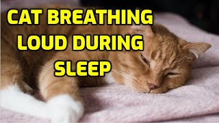 Cat Breathing Heavily While Resting 5 Reasons Why [upl. by Arbed169]