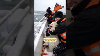 a polar bear cub on board travel polarbear winter snow greenland antarktika [upl. by Lyndsay871]