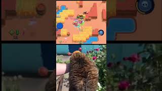 cats cat catshorts kitten cute brawlstars memes kitty funny catlover bees brawlstars ha [upl. by Pillyhp99]