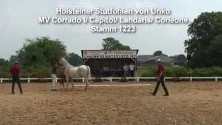 httpholsteinerhorsede Holsteiner Stutfohlen von Uriko [upl. by Haskel]