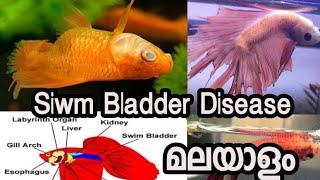 how to treat Swim bladder disorder MalayalamEp36 [upl. by Jenine]