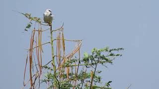 Blackshouldered kite [upl. by Fleisher649]