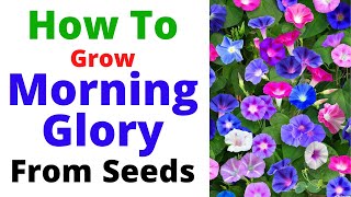 How To Grow Morning Glory Vine From Seeds  Summer Season Flowering Vine [upl. by Felisha]