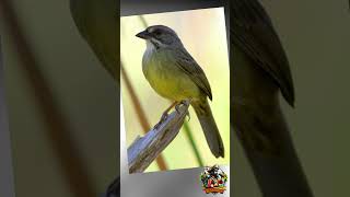 🦜 6 Especies Endémicas de la Ciénaga de Zapata cuba top animales 🌿🐍 [upl. by Nehttam]