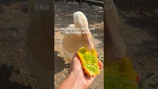 do ducks like horned melon [upl. by Kaylyn]