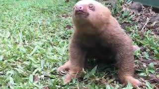 Baby Sloth Noise [upl. by Nyrac]